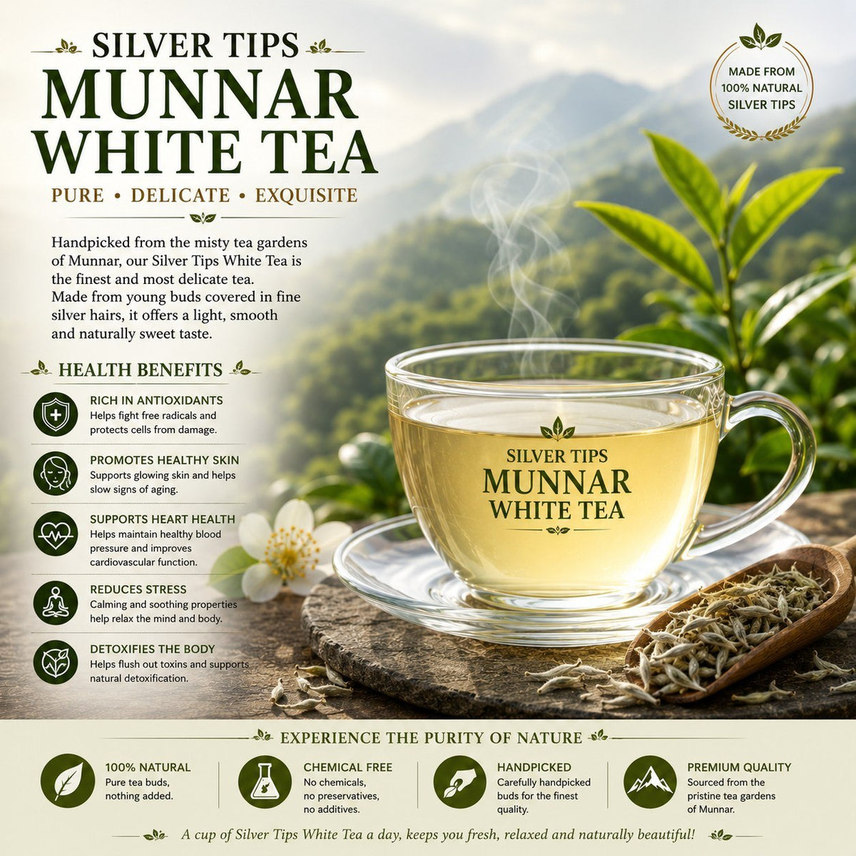 Silver Tips Munnar White Tea (Tin)