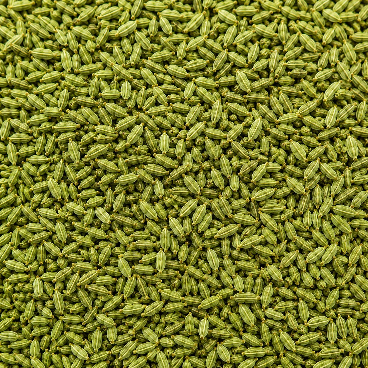 Aniseed