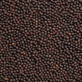 Mustard seed