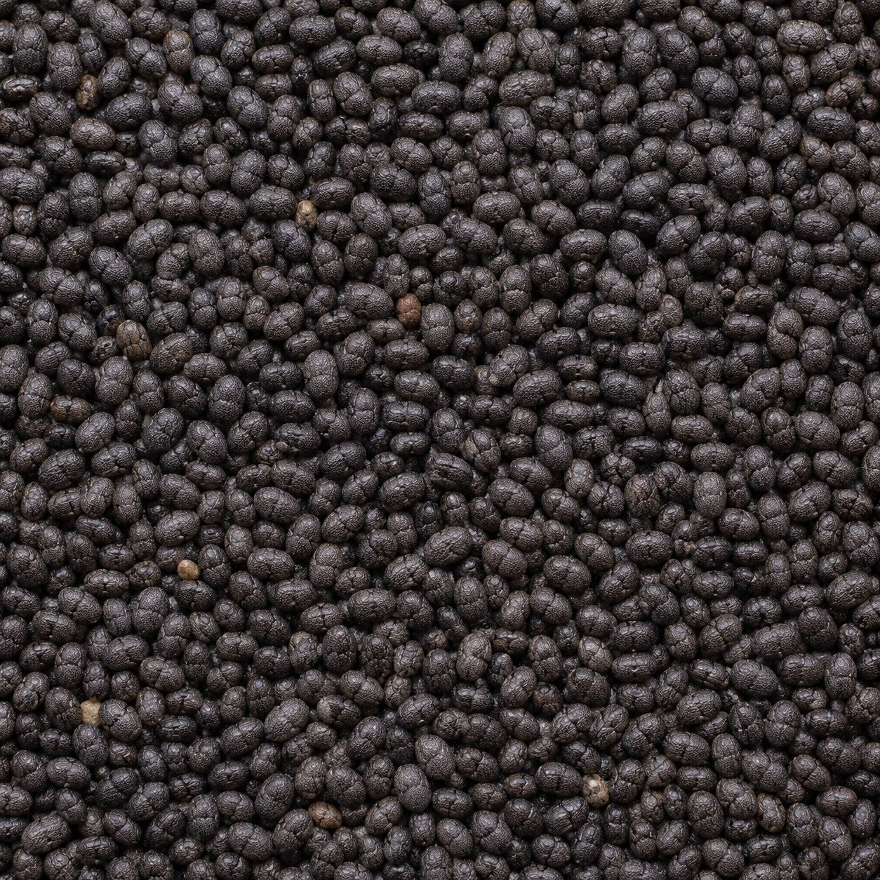 Basil Seed
