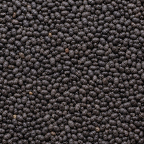 Basil Seed