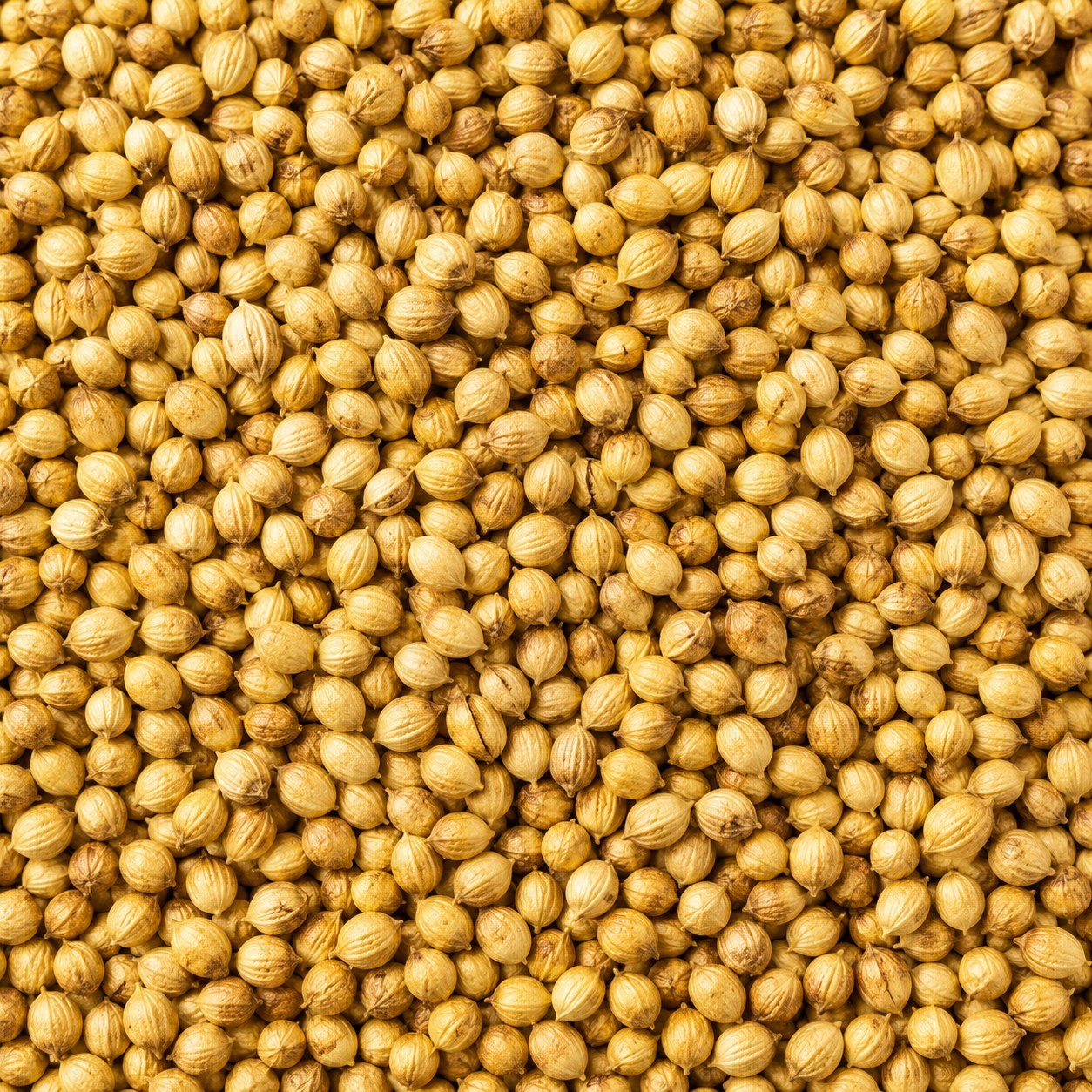 Coriander Seeds