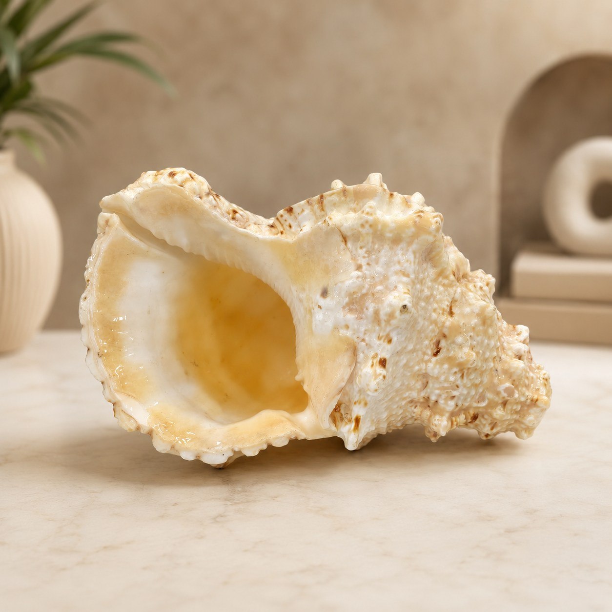 Premium Natural Conch & Sea Shell Collection
