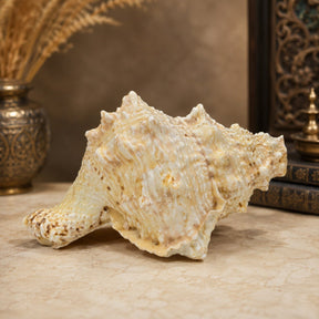 Premium Natural Conch & Sea Shell Collection