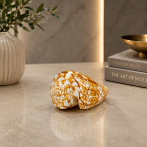 Premium Natural Conch & Sea Shell Collection