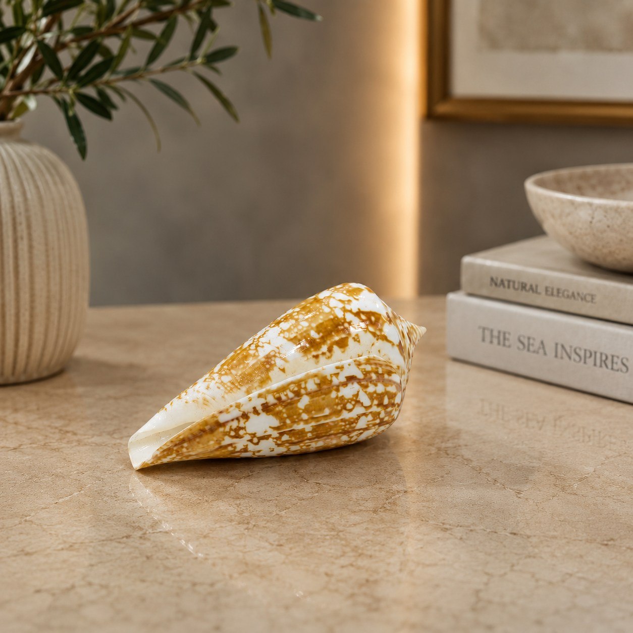Premium Natural Conch & Sea Shell Collection