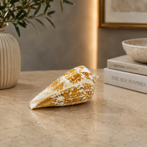 Premium Natural Conch & Sea Shell Collection