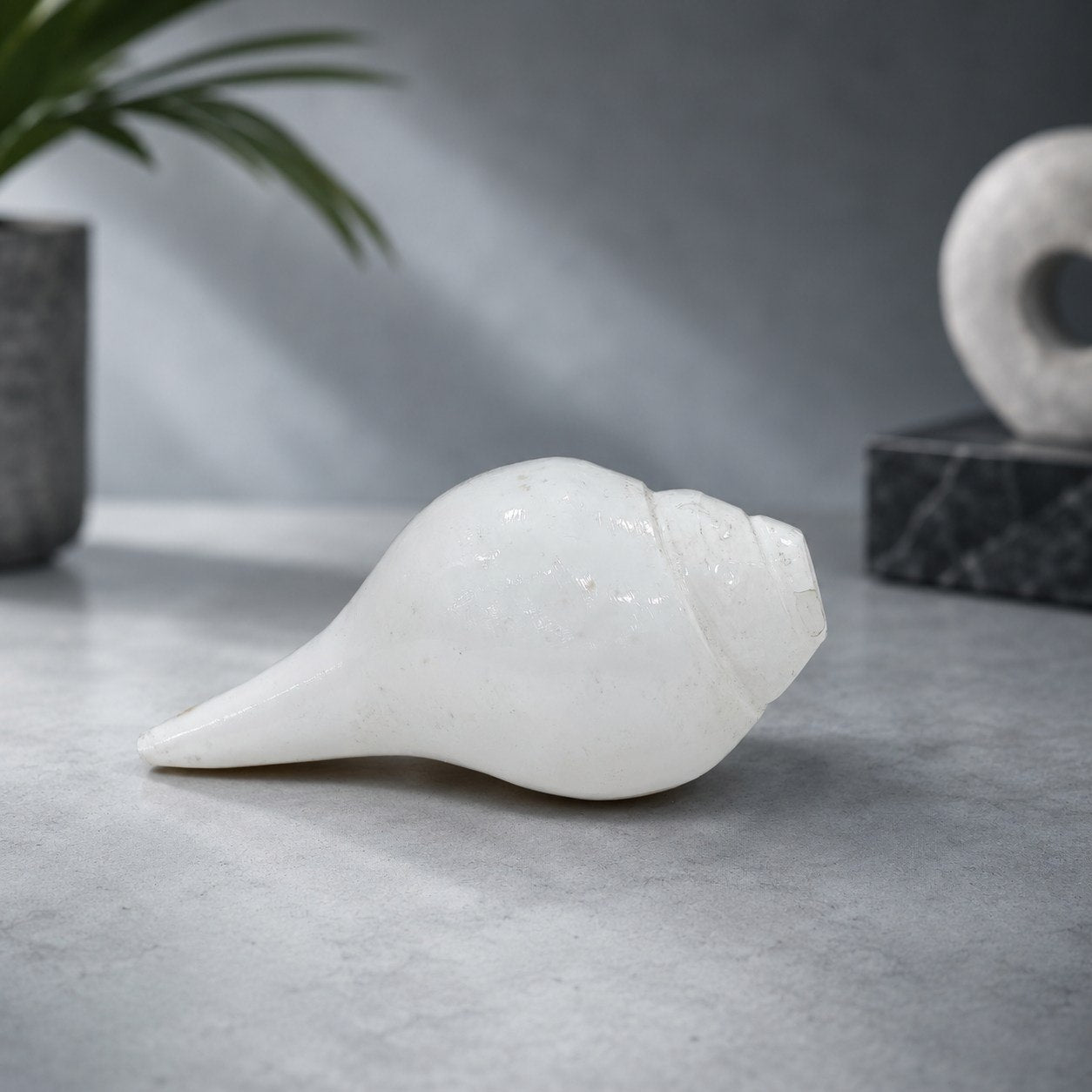 Premium Natural Conch & Sea Shell Collection