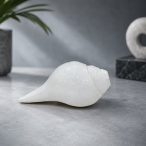Premium Natural Conch & Sea Shell Collection