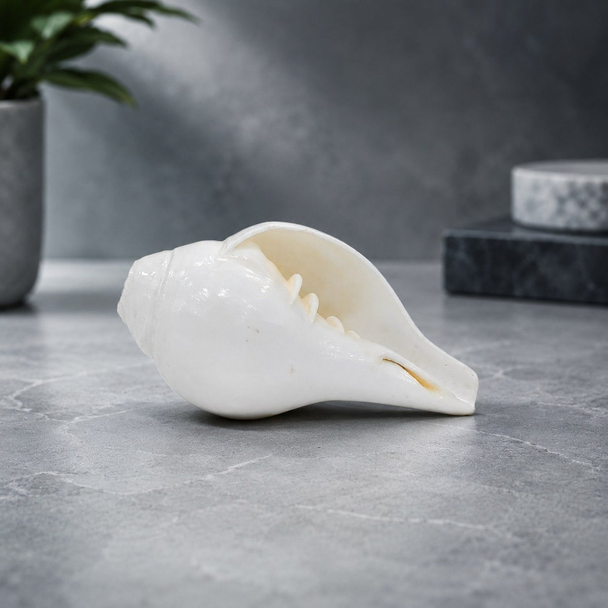 Premium Natural Conch & Sea Shell Collection